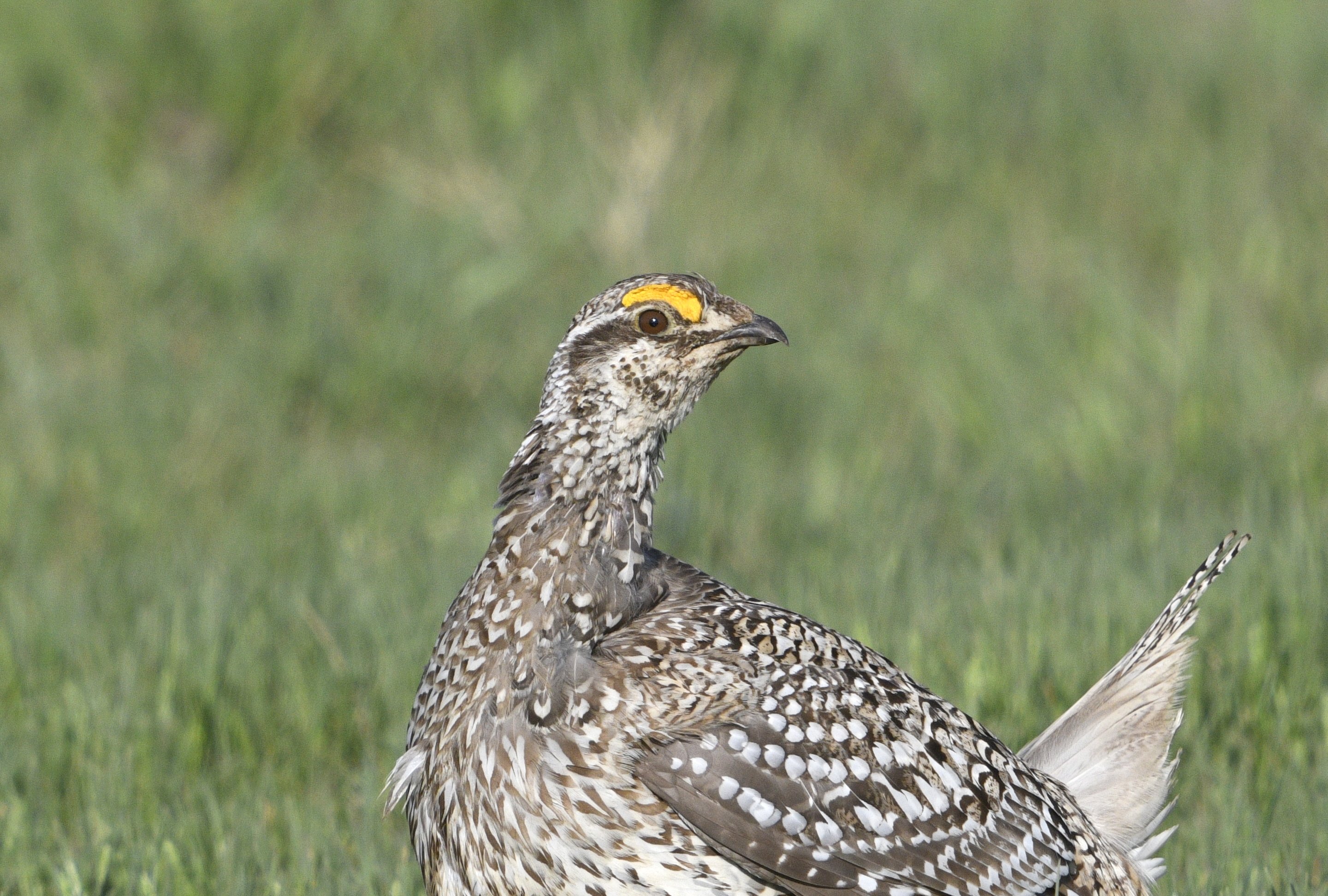 Sharptailed Grouse